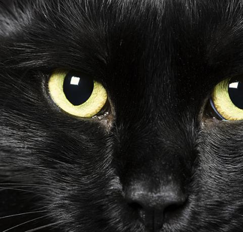 Taikausko, musta kissa.