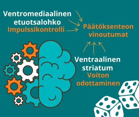 Aivot ja hammasrattaita.